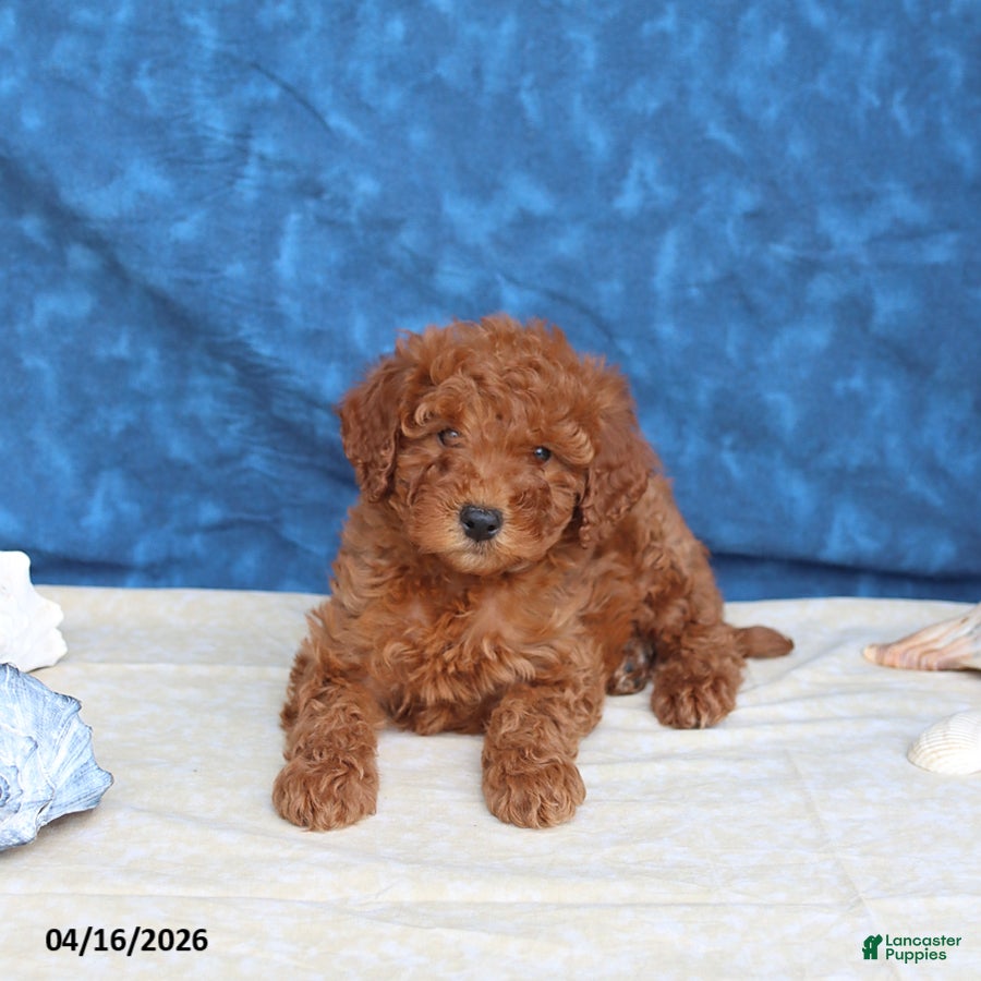 Goldendoodle dogs Brandy - Ad 1
