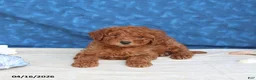 Goldendoodle dogs for sale: Brandy - Ad 1