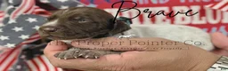German Shorthaired Pointer dogs for sale: Brave  - Ad 1