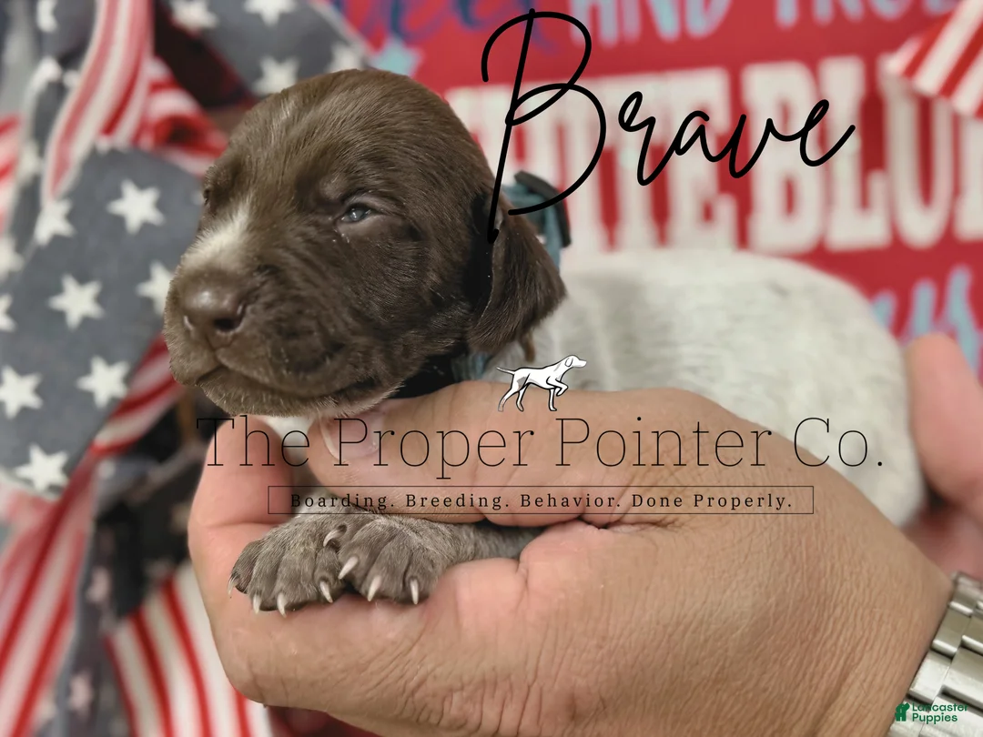 German Shorthaired Pointer dogs for sale: Brave  - Ad 1