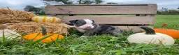 Boston Terrier dogs for sale: Macy - Ad 4
