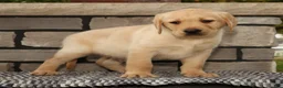 Labrador Retriever dogs for sale: Gator - Ad 5