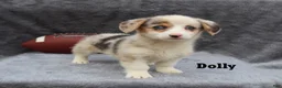 Welsh Corgi Pembroke dogs for sale: Dolly - Ad 3