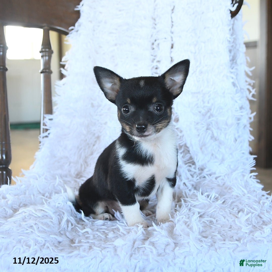 Chihuahua dogs for sale: Leo - Ad 3
