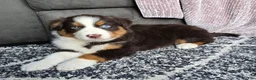 Australian Shepherd dogs for sale: Einstein  - Ad 12