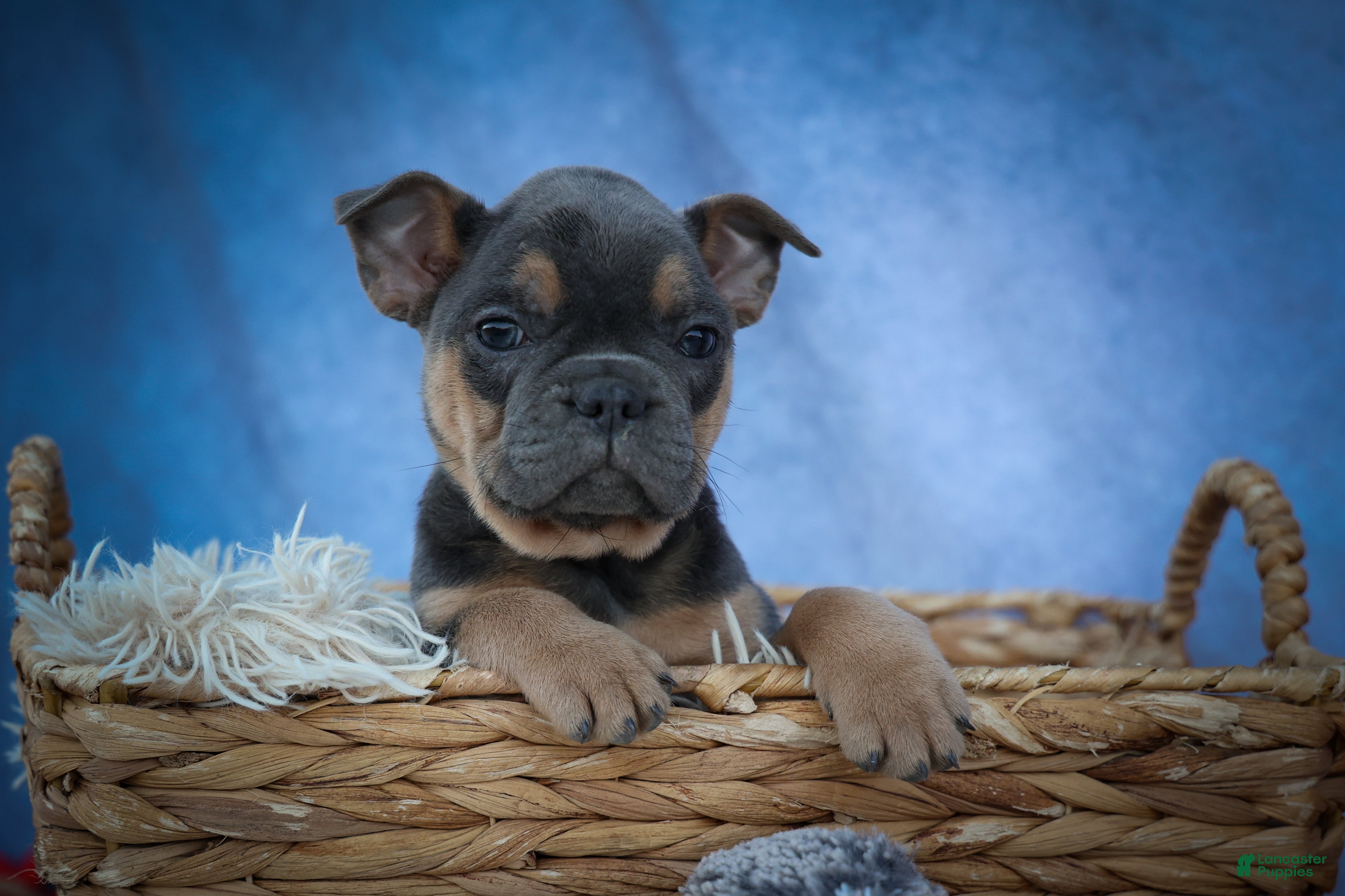 Frenchton dogs Peaches 🍑 — A Charming F2 Frenchton Puppy! - Ad 2
