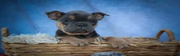 Frenchton dogs for sale: Peaches 🍑 — A Charming F2 Frenchton Puppy! - Ad 2