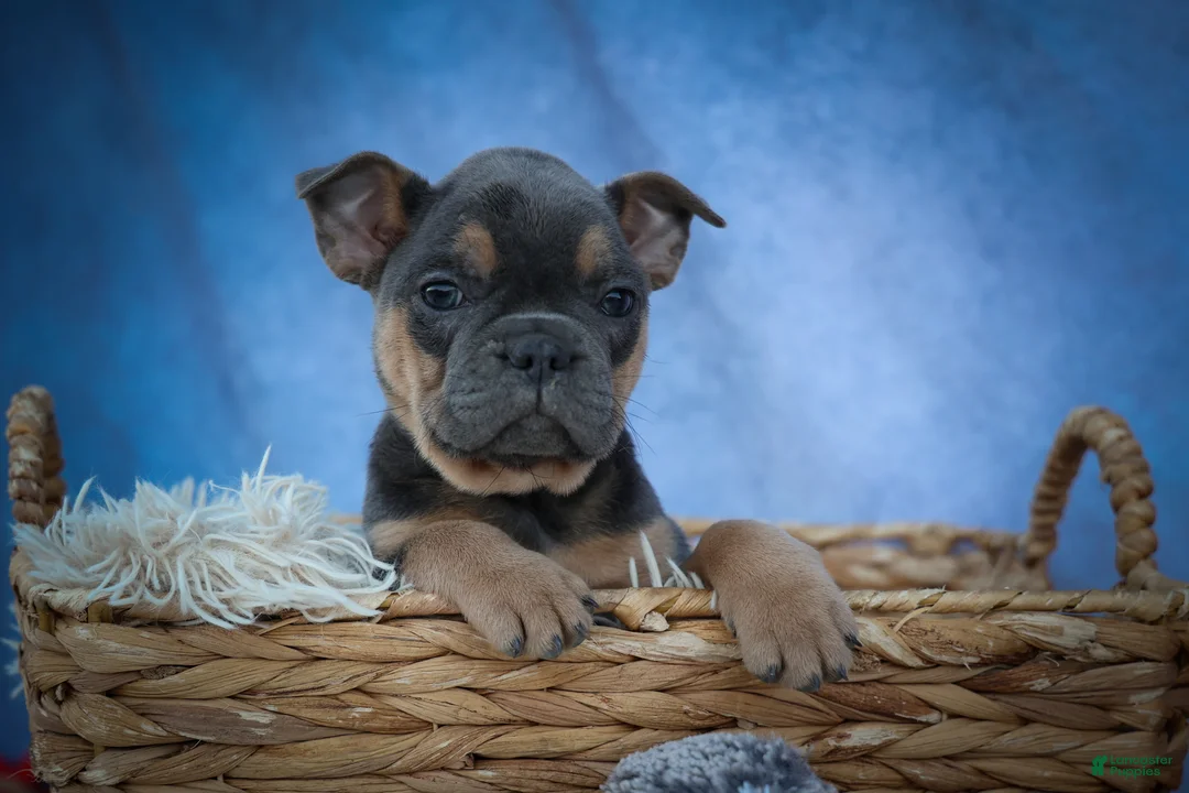 Frenchton dogs for sale: Peaches 🍑 — A Charming F2 Frenchton Puppy! - Ad 2