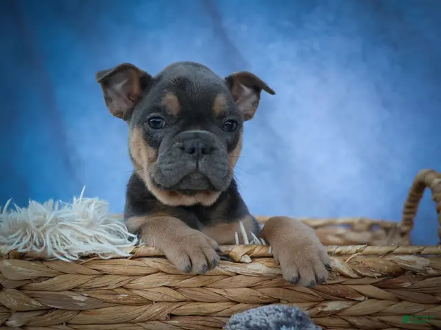Frenchton dogs Peaches 🍑 — A Charming F2 Frenchton Puppy! - Ad 2