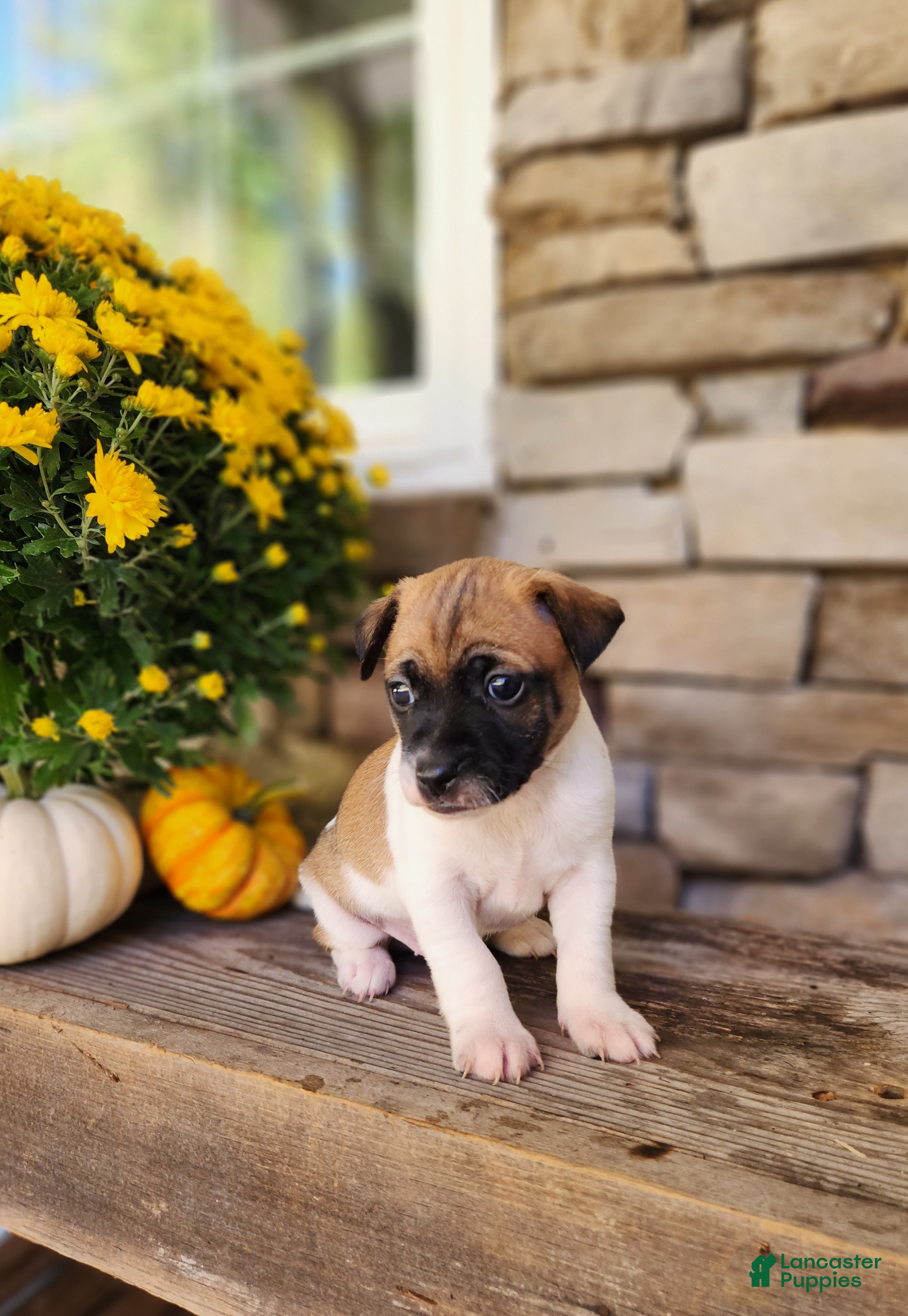 Rat Terrier dogs for sale: Rocky - Ad 13
