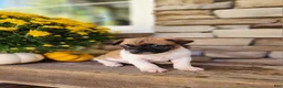 Rat Terrier dogs for sale: Rocky - Ad 1