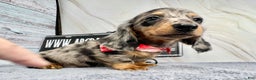 Dachshund dogs for sale: Ch Harriet LH dappleAkc - Ad 9