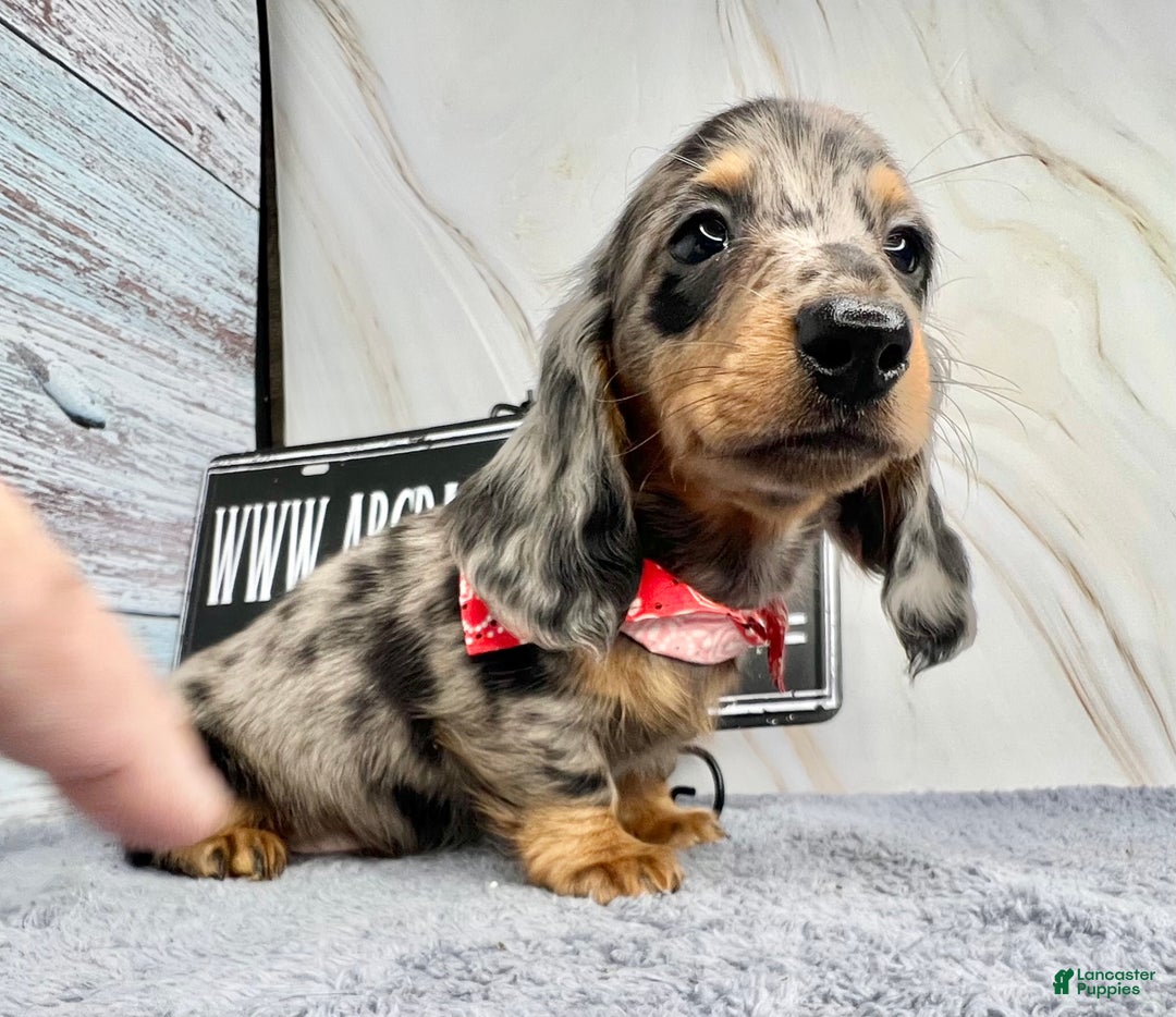 Dachshund dogs for sale: Ch Harriet LH dappleAkc - Ad 9