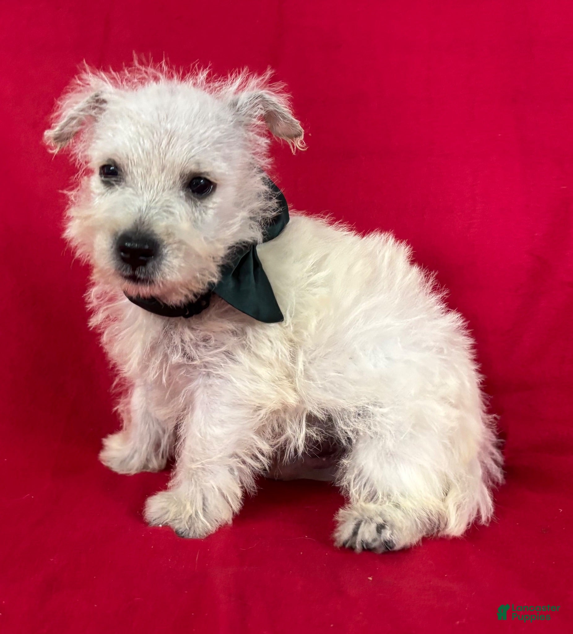 West Highland Terrier dogs West Highland Terrier 2 - Ad 1