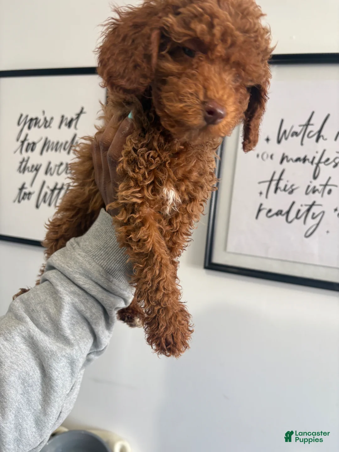 Toy Poodle dogs for sale: Giselle💚 - Ad 2