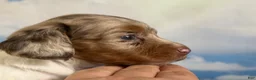 Miniature Dachshund dogs for sale: Vixen LH PRA clear OFA Chic parents - Ad 3