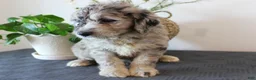 Mini Goldendoodle dogs for sale: George - Ad 2