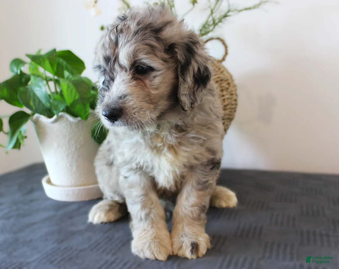 Mini Goldendoodle dogs for sale: George - Ad 2