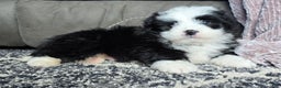 Mini Bernedoodle dogs for sale: Mini Boots - Ad 3