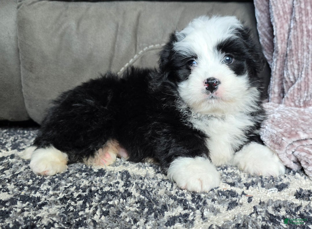 Mini Bernedoodle dogs for sale: Mini Boots - Ad 3