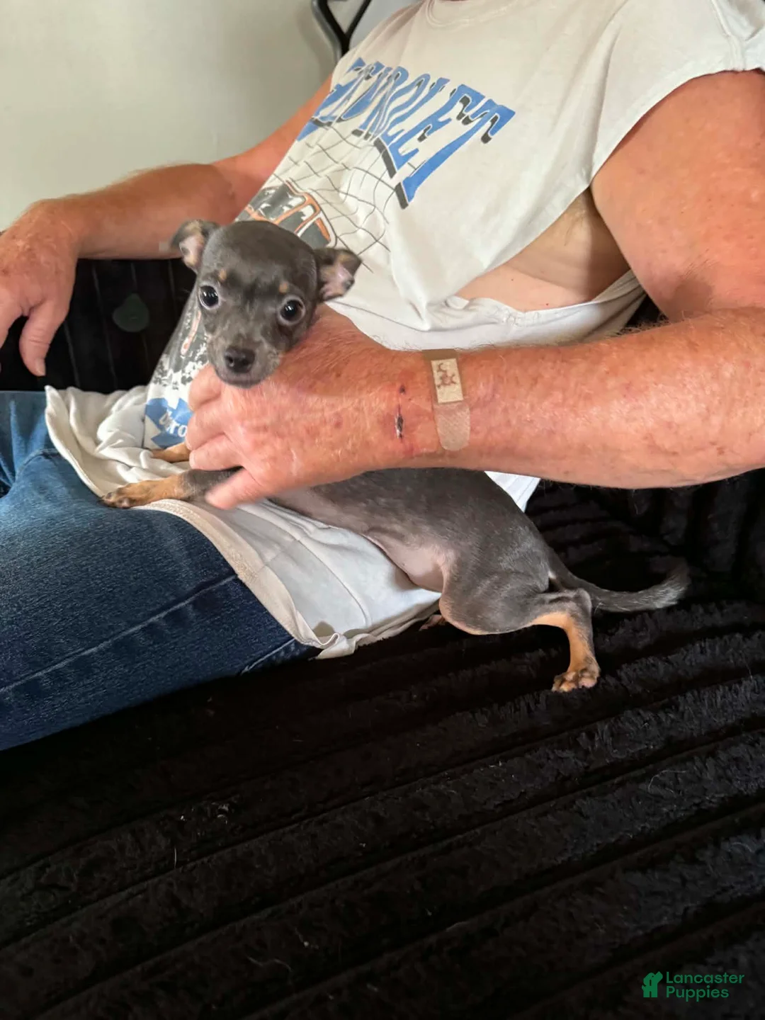 Chihuahua dogs for sale: Chihuahua 1 - Ad 2