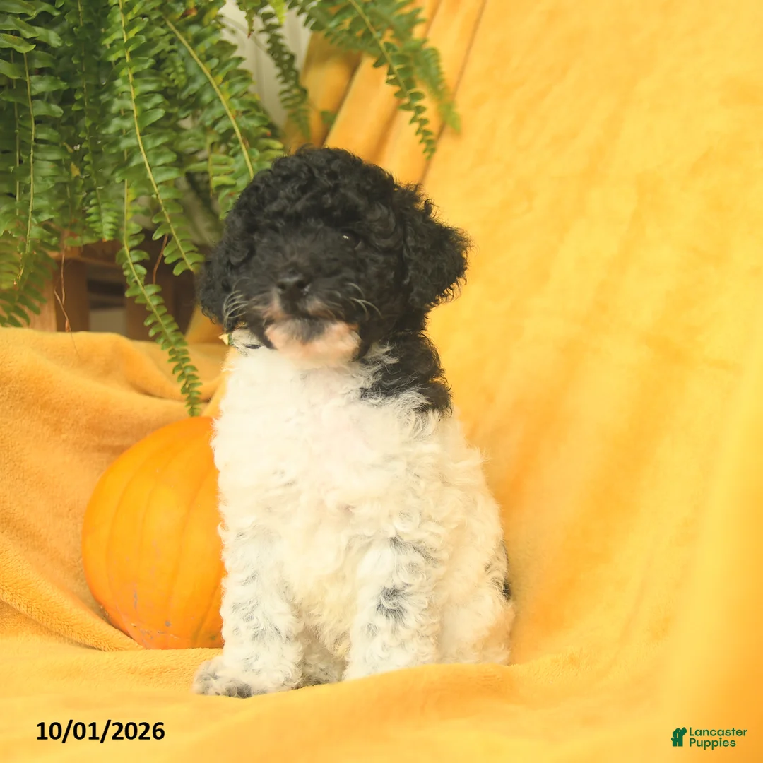 Toy Poodle dogs for sale: Tootsie - Ad 2
