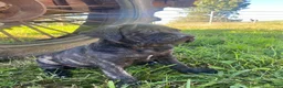 Cane Corso dogs for sale: Jewel - Ad 10