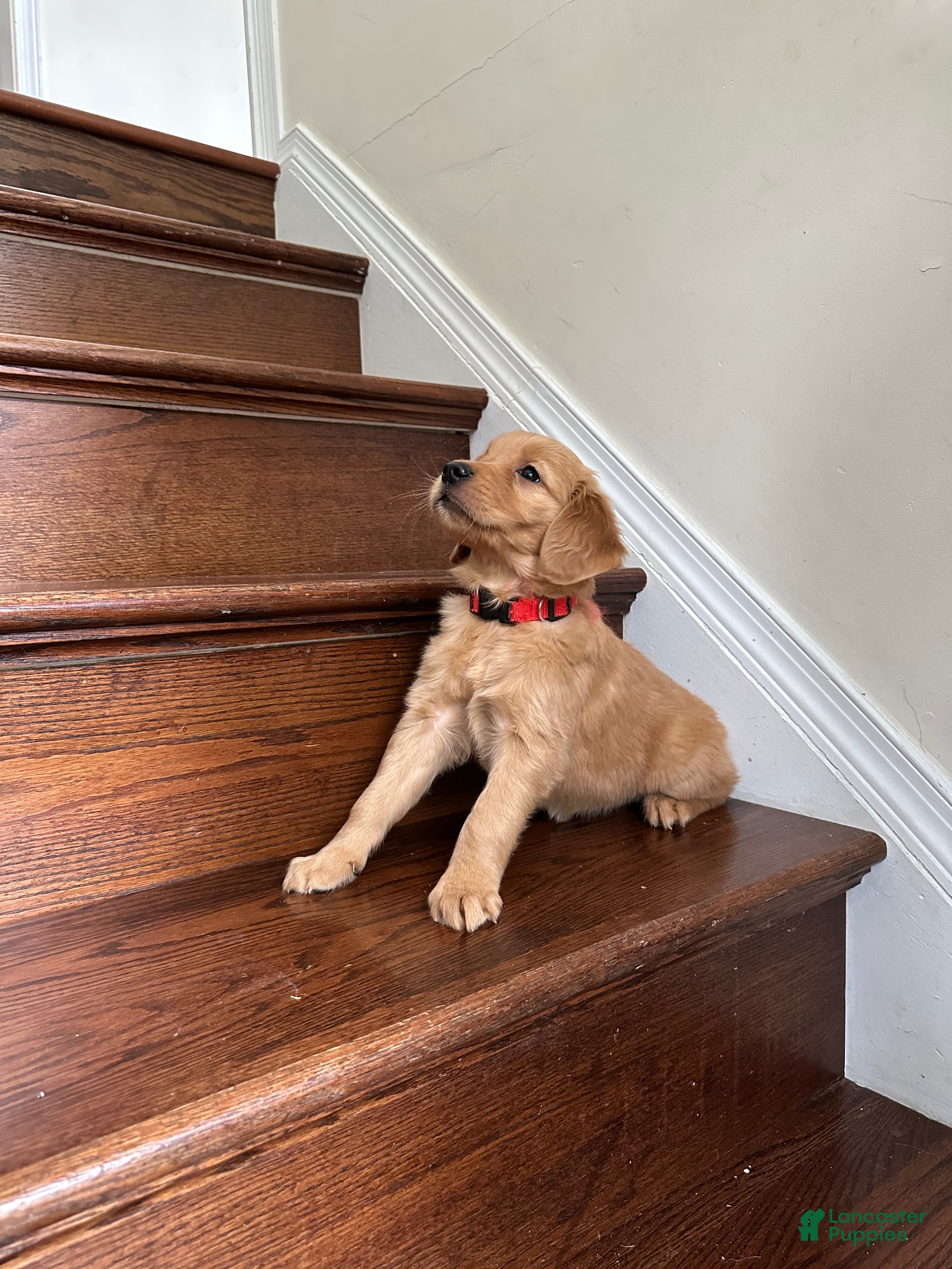 Golden Retriever dogs Nova - Ad 21