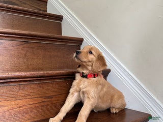 Golden Retriever dogs Nova - Ad 36