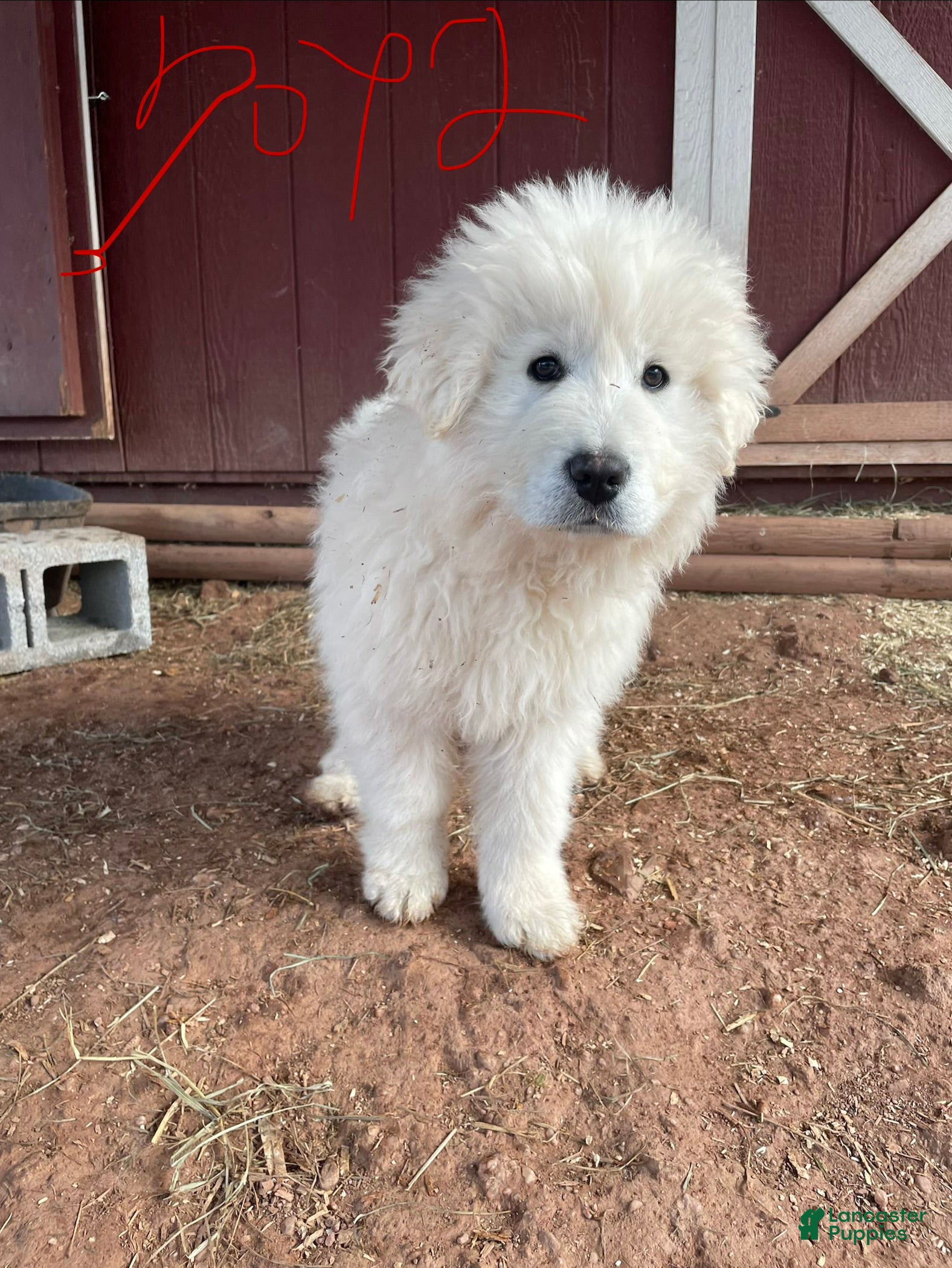 Mixed Breed dogs Jack - Ad 1