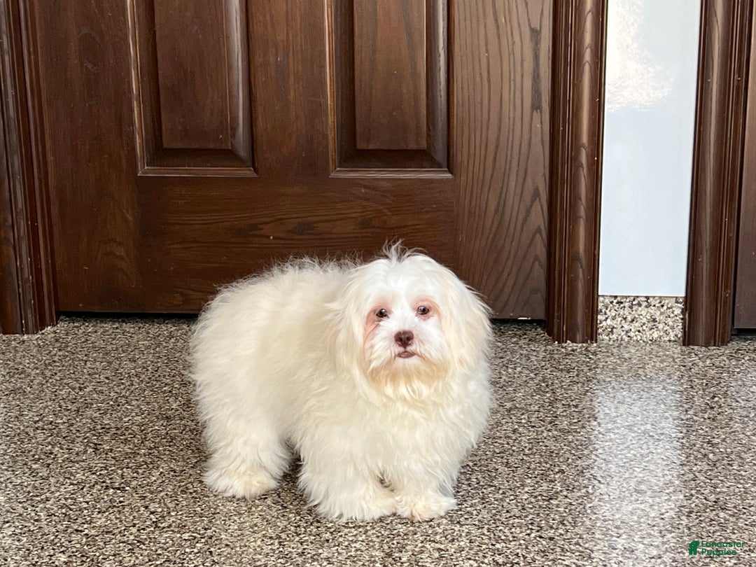 Lhasa Apso dogs for sale: Alice - Ad 3