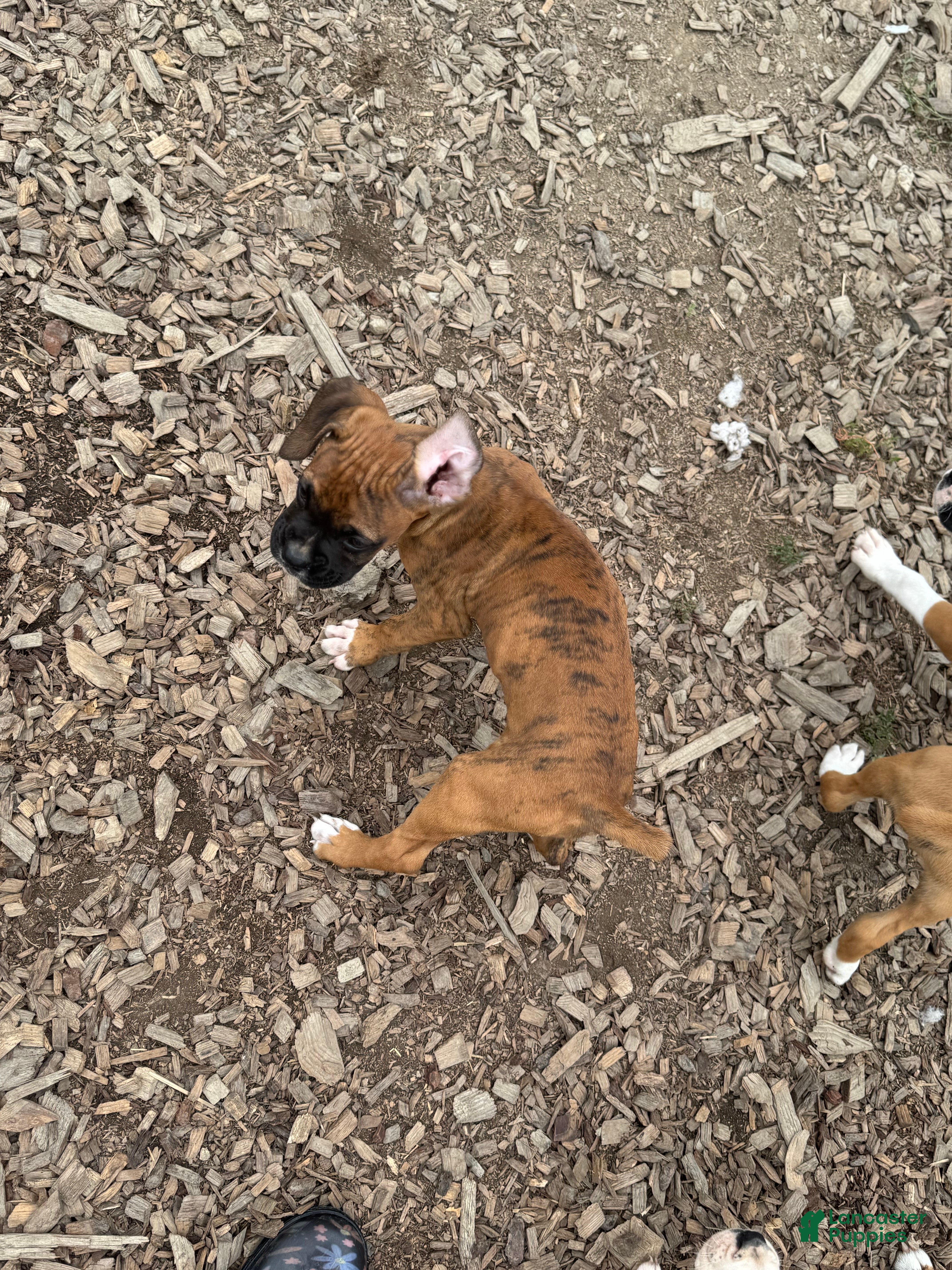 Boxer dogs Sasha  - Ad 1