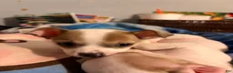 Chihuahua dogs for sale: Spots - Ad 3