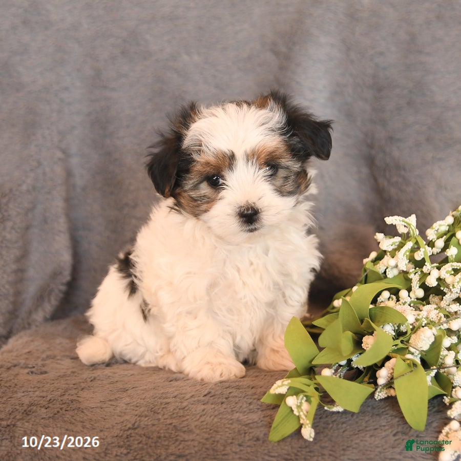 Morkie dogs for sale: Sasha - Ad 1