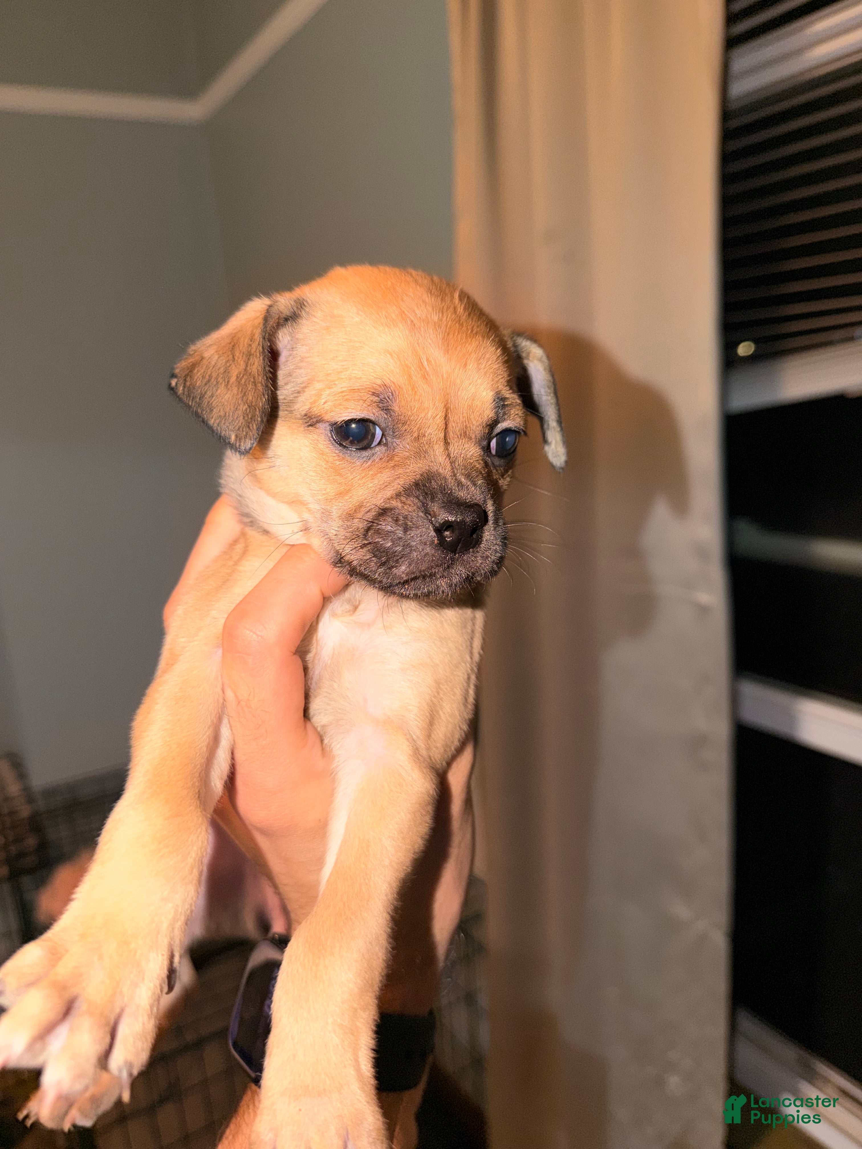 Mixed Breed dogs Chug 4 - Ad 38