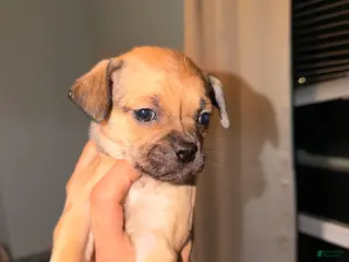 Mixed Breed dogs Chug 4 - Ad 38