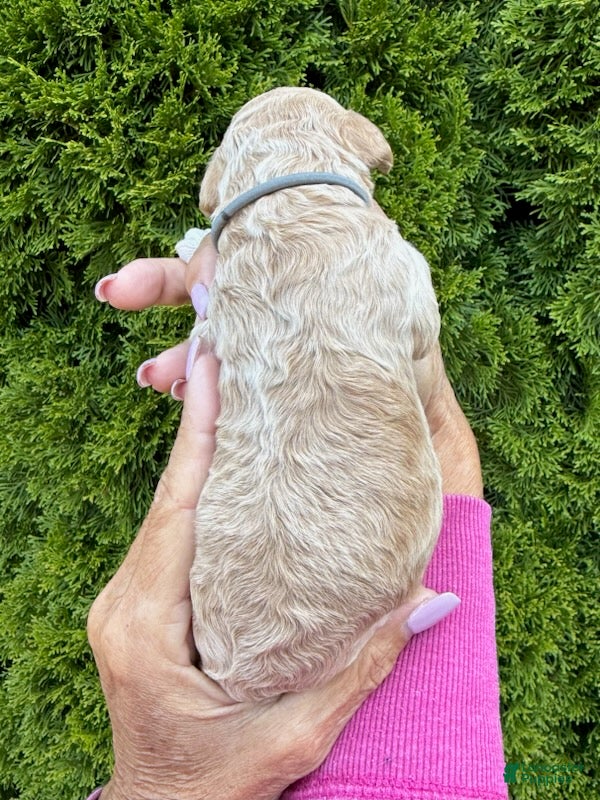 Goldendoodle dogs Dark Grey - Ad 2