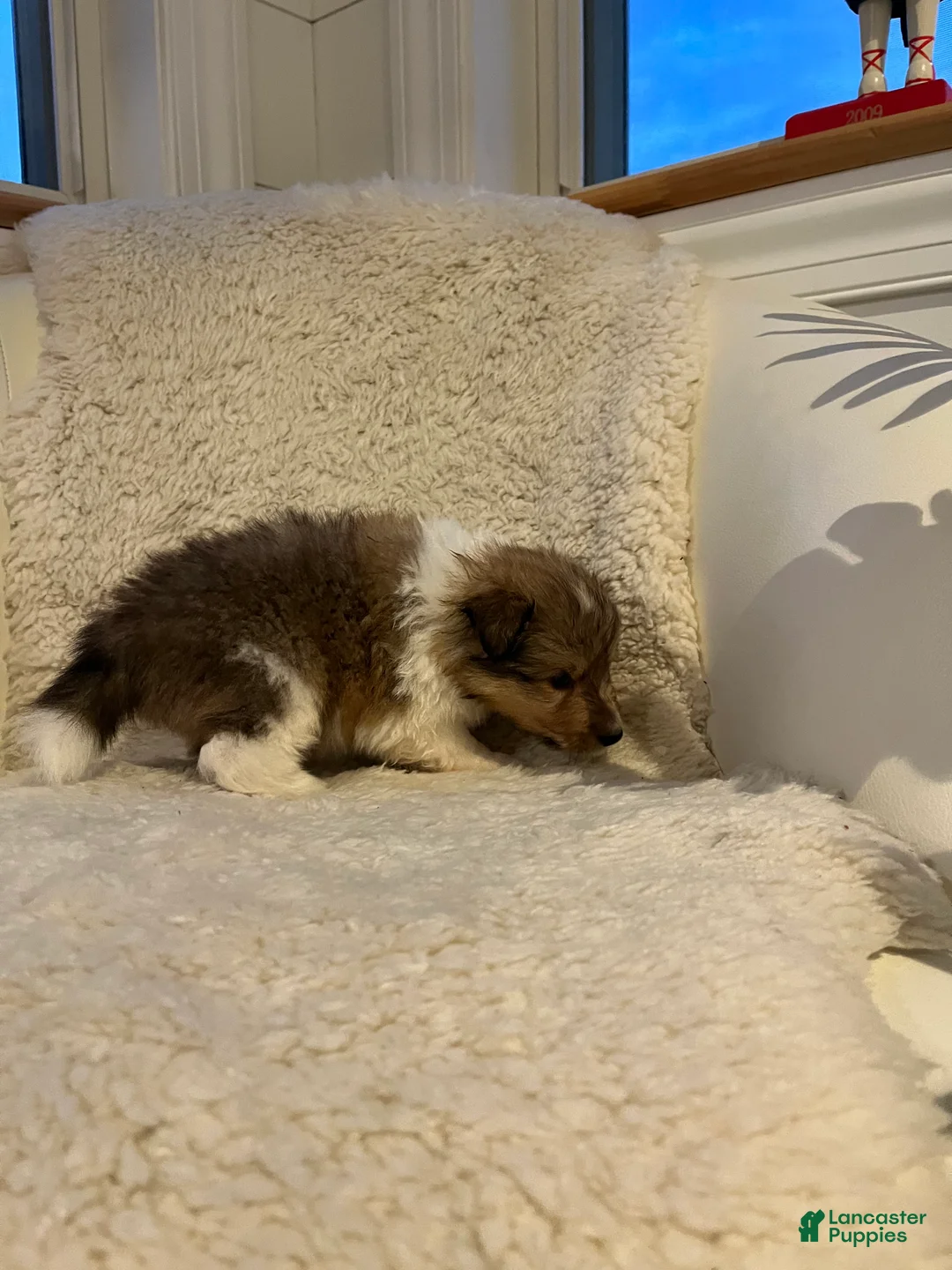 Shetland Sheepdog dogs for sale: Shetland Sheepdog Puppy 3 - Ad 2