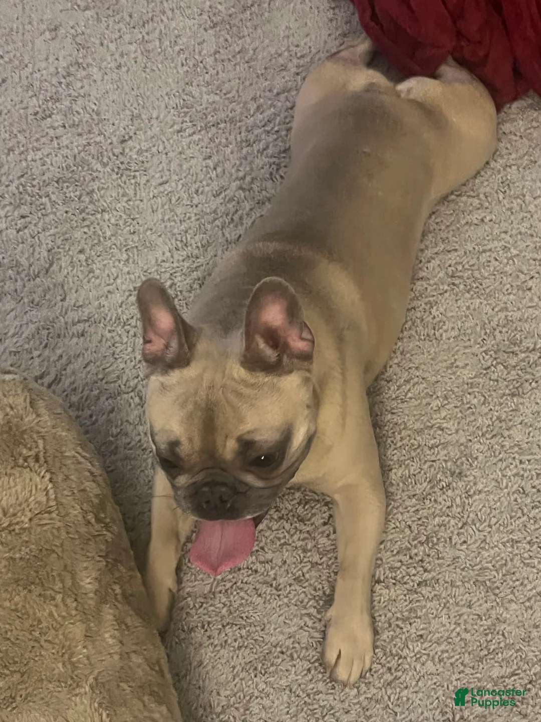 Gallery Image {{count}}