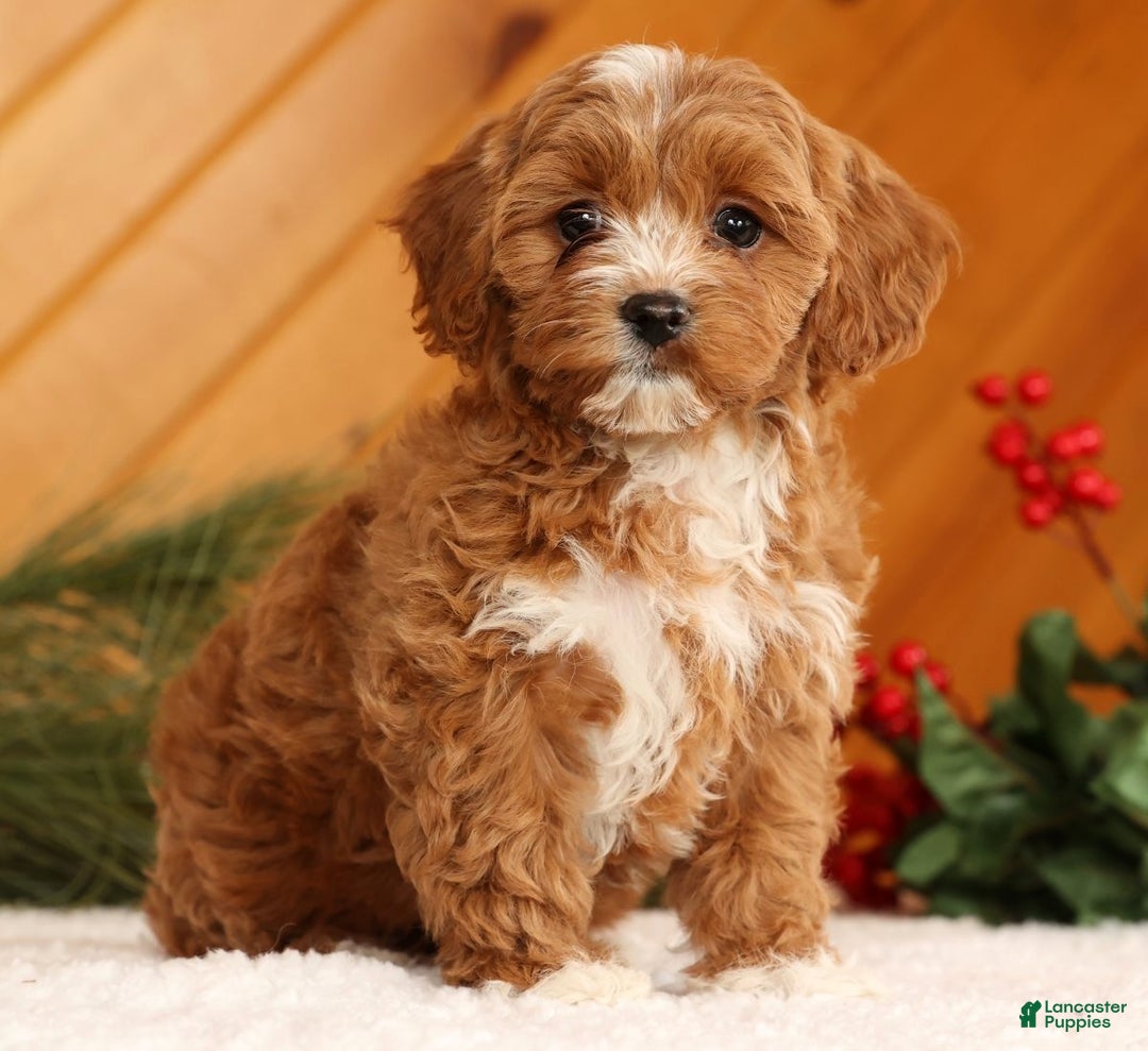 Cavapoo dogs for sale: Joy - Ad 3