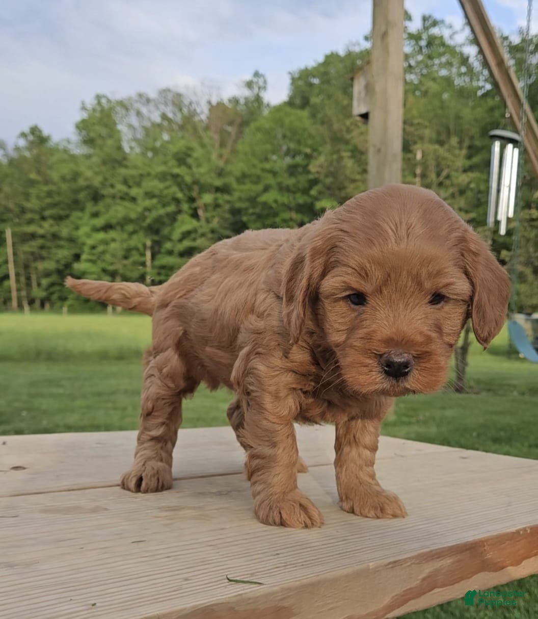 Mini Goldendoodle dogs for sale: Duke - Ad 3