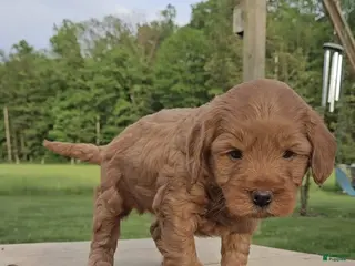 Mini Goldendoodle dogs for sale: Duke - Ad 3