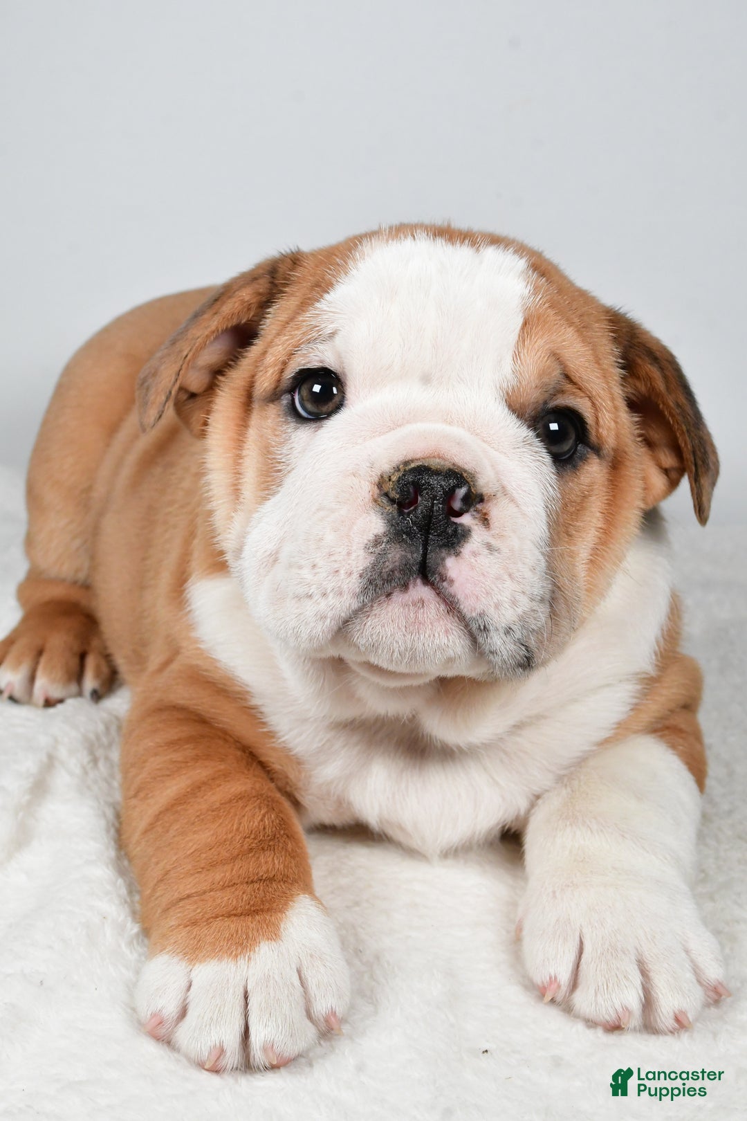 Beabull dogs for sale: Kyler - Ad 7