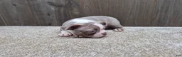 Boston Terrier dogs for sale: Shadow - Ad 11