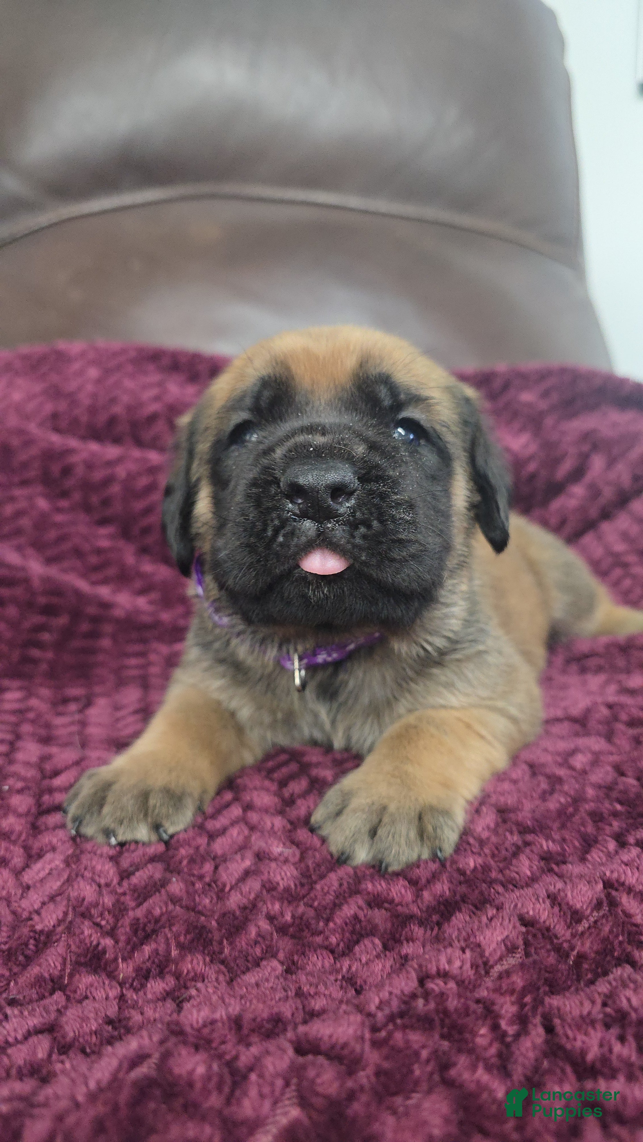 English Mastiff dogs Clara - Ad 2