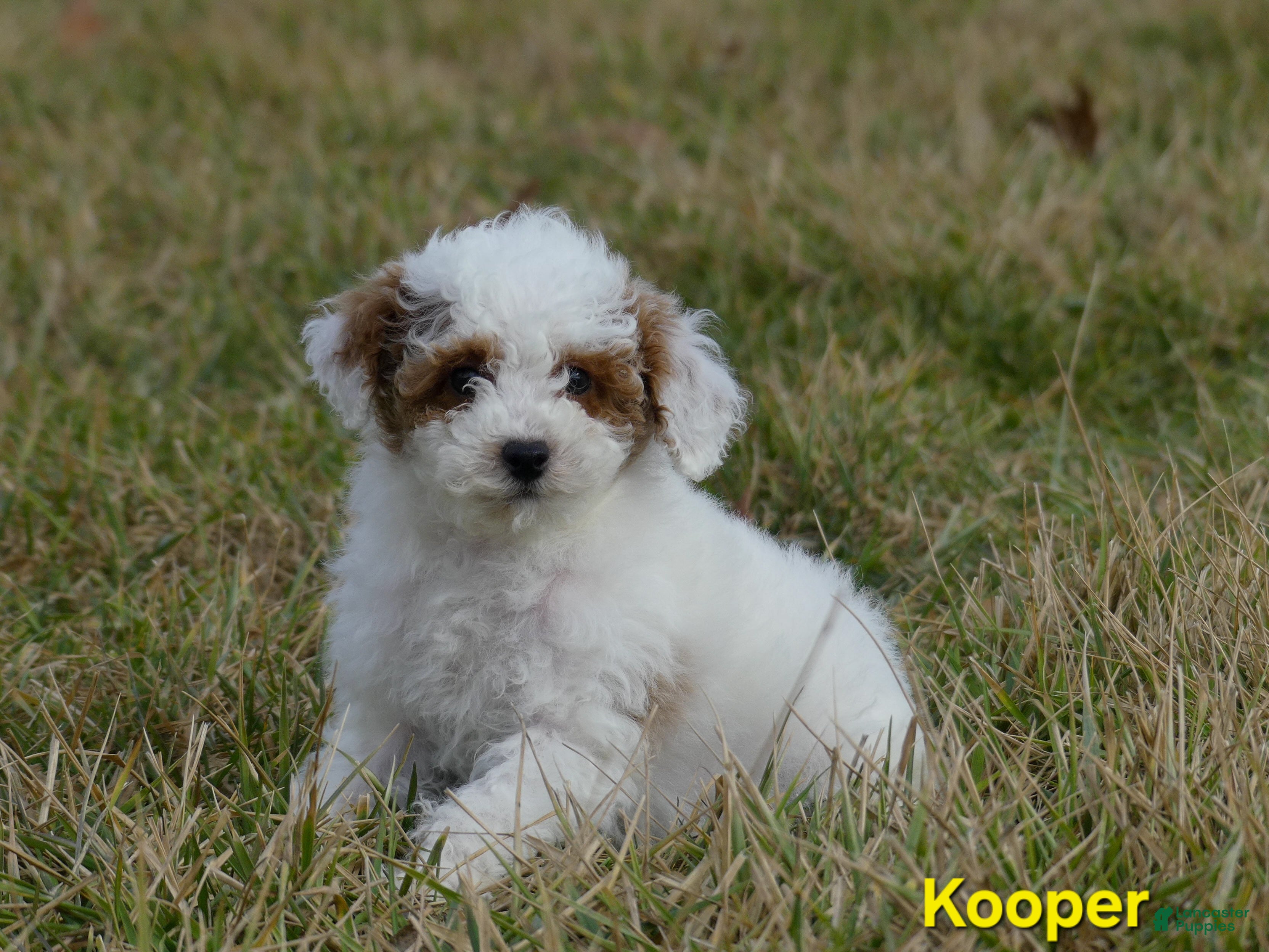 Miniature Poodle dogs Kooper - Ad 1