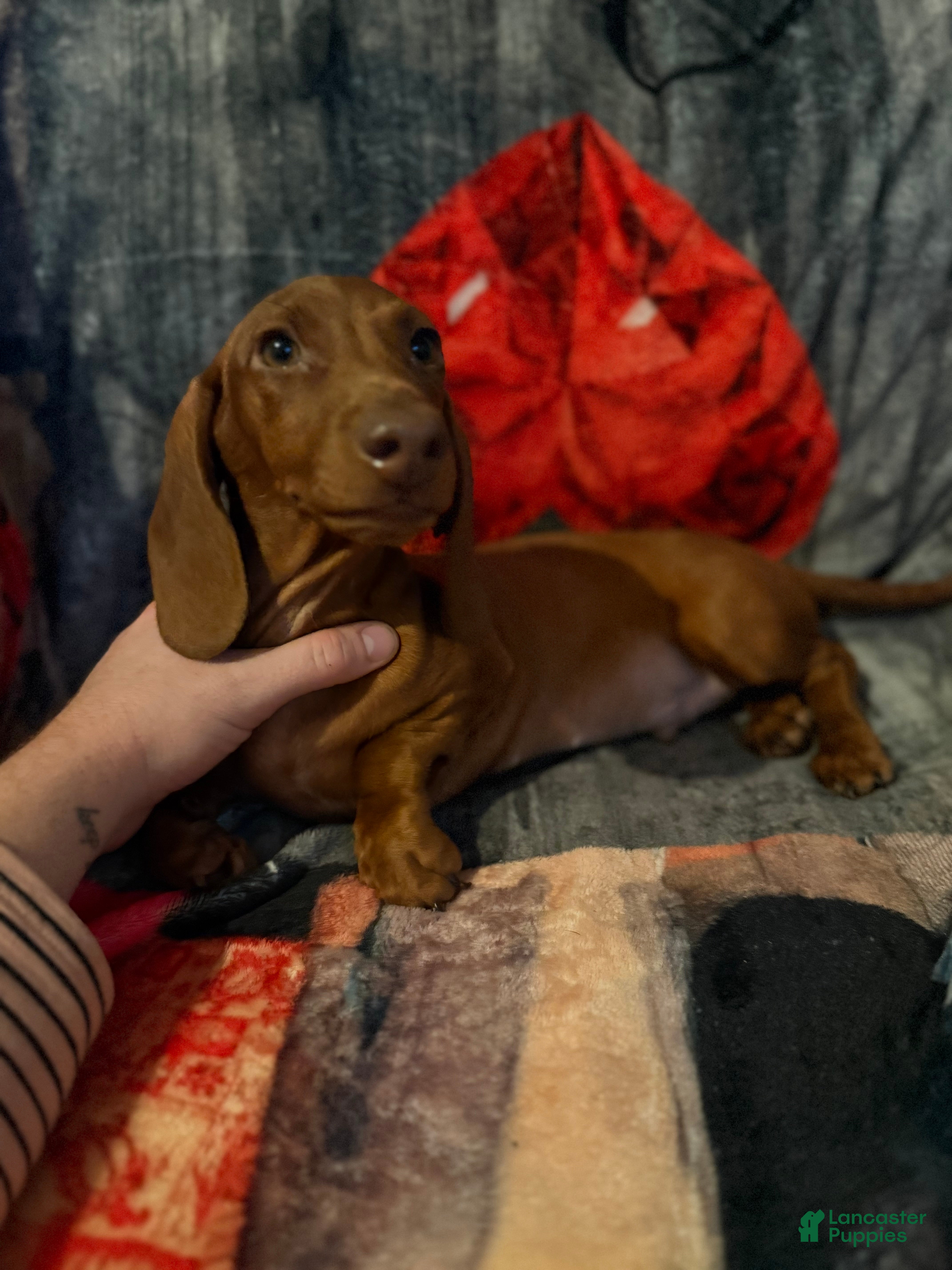 Miniature Dachshund dogs Miniature Dachshund 1 - Ad 6