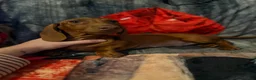 Miniature Dachshund dogs for sale: Miniature Dachshund 1 - Ad 1