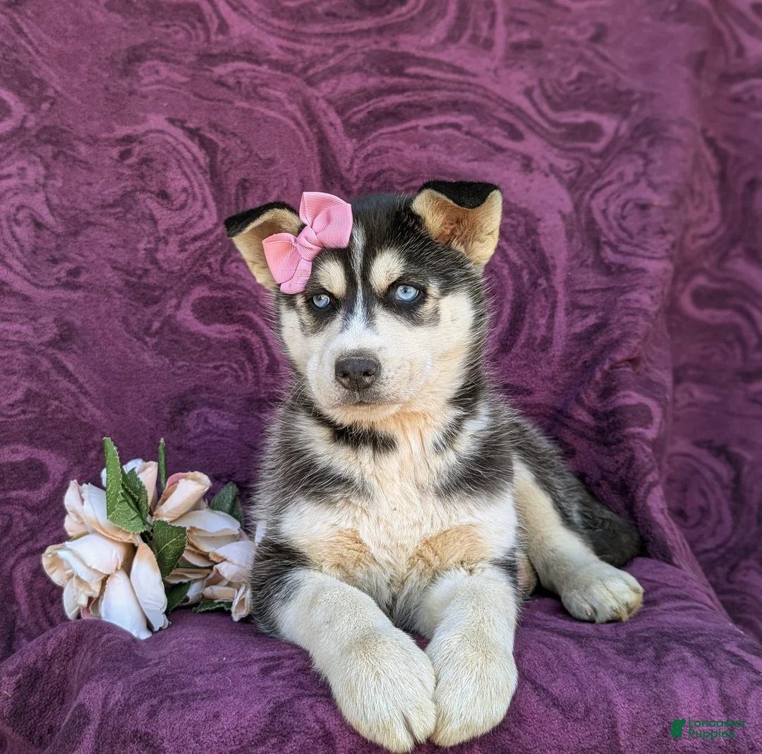 Siberian Husky dogs for sale: Josie - Ad 6