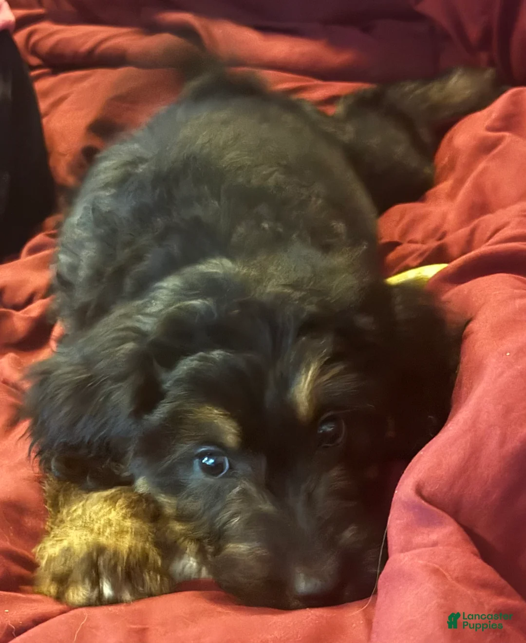 Goldendoodle dogs for sale: Purple - Ad 2